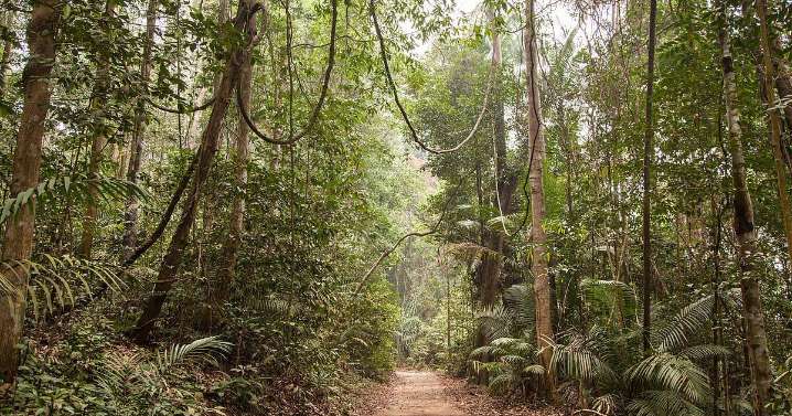 Protecting Amazon Forests May Also Protect Human Health, Study Finds