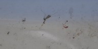 AAA Bluegrass shares tips for getting bug splats off your car