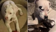 Arizona Deaf Pittie Warms Hearts After Taking On Motherly Duties For Orphaned Baby Goat