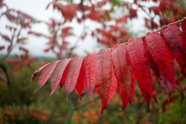 These plants are showing color as fall foliage season ramps up