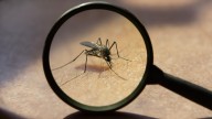 Este es el único país del mundo en el que no hay mosquitos
