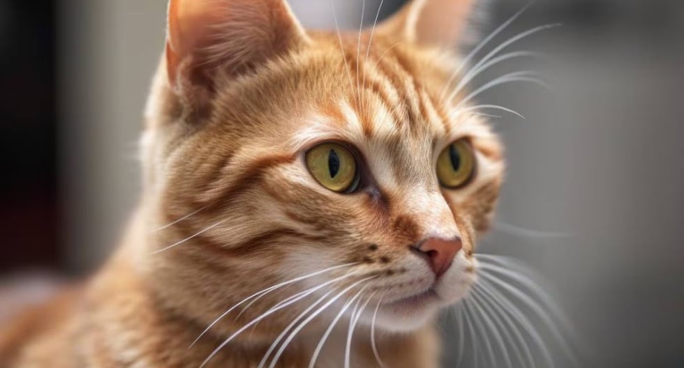 Etapas de la vida de un gatito: conoce sus necesidades según su edad