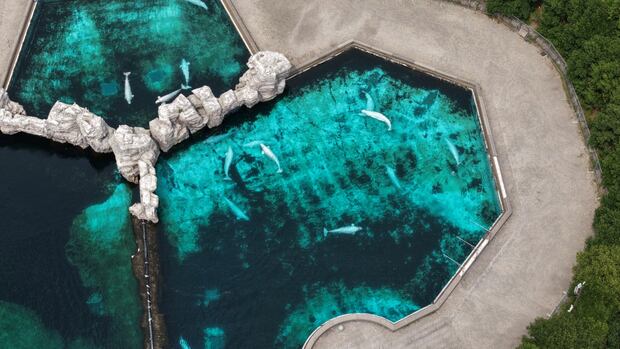 Another beluga and a seal die at Marineland. Doug Ford is paying attention