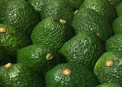 Colombia exportará aguacate Hass a Japón por primera vez
