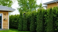The Huge Privacy Shrub You Can Completely Neglect