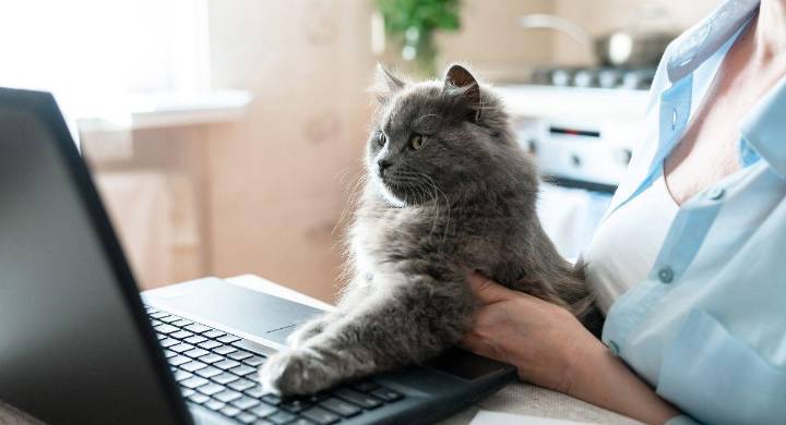 Acompañamiento veterinario gratuito en Bogotá: ¿cómo acceder al beneficio y quienes pueden utilizarlo?