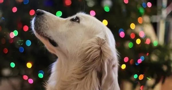 Entérate | Cómo proteger a tu perro de la pirotecnia del 15 de septiembre