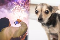 Pirotecnia en Campeche: Cómo afecta a tus mascotas y qué hacer para protegerlas en fiestas patrias