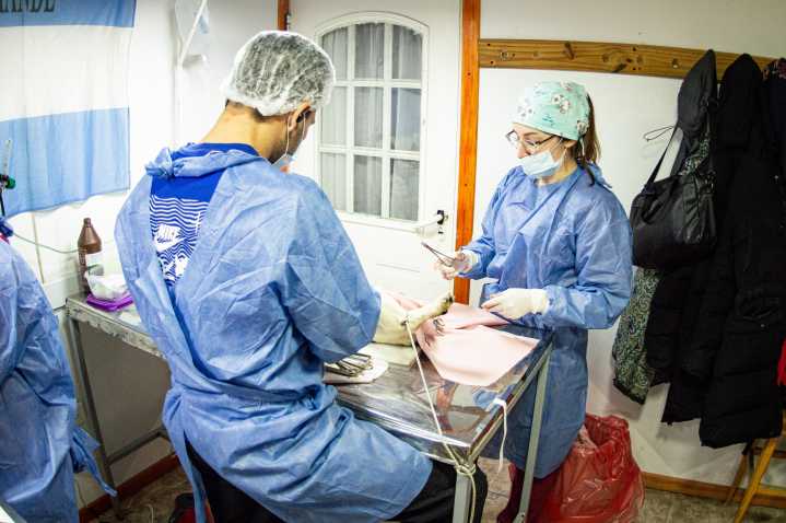 Mañana último día de castración masiva en la Margen Sur