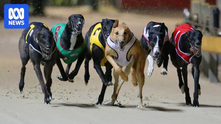 Pro-greyhound lobbyists target Tasmanian government ahead of racing ban