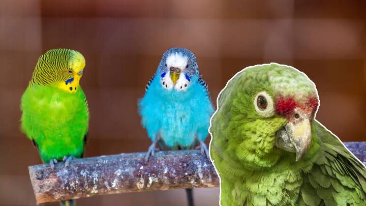 Lista de animales permitidos y prohibidos como mascotas en Colombia: evite multas y sanciones