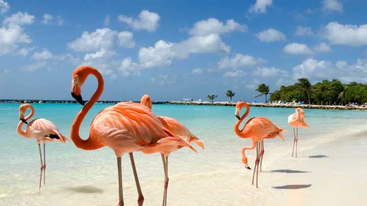 Cuál es la mejor época para visitar Aruba y vivir unas vacaciones de ensueño