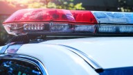 Bear hit and killed by pickup truck on Highway 49 in California
