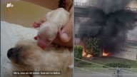 Cereza lucha por su vida: Así va la perrita que sobrevivió embarazada a explosión de pipa en Iztapalapa
