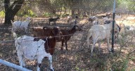 Goats are chomping at fire hazards between Chico’s Lindo Channel