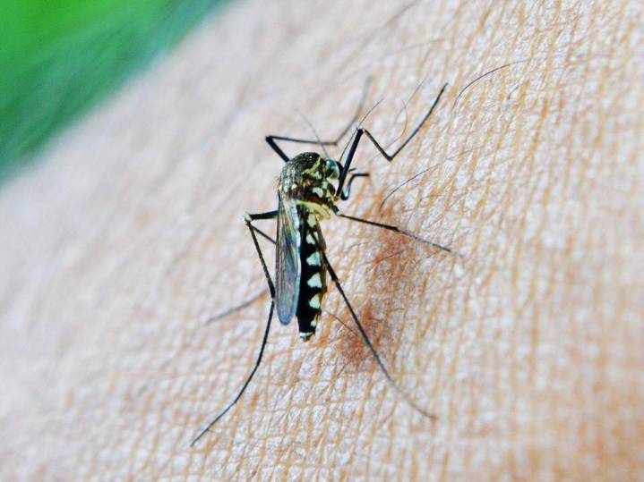 Detectan la presencia del virus del Nilo en mosquitos de una zona de Pulpí