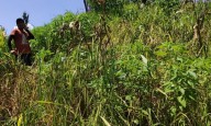 Mizoram rodent outbreak: 800 farmers hit in 3 districts, zoologist to assess species