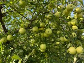 Late April frost could challenge apple pickers in Virginia this fall