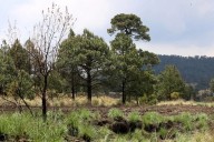 México importa productos forestales pese a su riqueza en bosques: PVEM