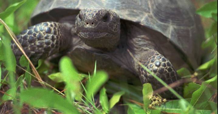 Gopher tortoise protection just hit a key milestone in Georgia. Is it enough?