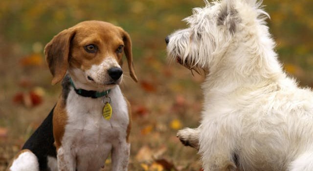 En Soacha rescataron perros y gatos en mal estado y presunto abuso