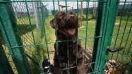 'Fur-star' service for man's best friends at Italy's first luxury hotel for dogs