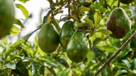 El país de América Latina que es mayor exportador de "oro verde" del mundo