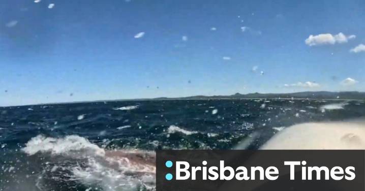 Humpback entangled near Brunswick Heads
