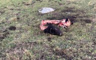 Abigeos en acción: Carnearon un animal de más de 200 kilos en un campo cerca de la Patrulla Rural