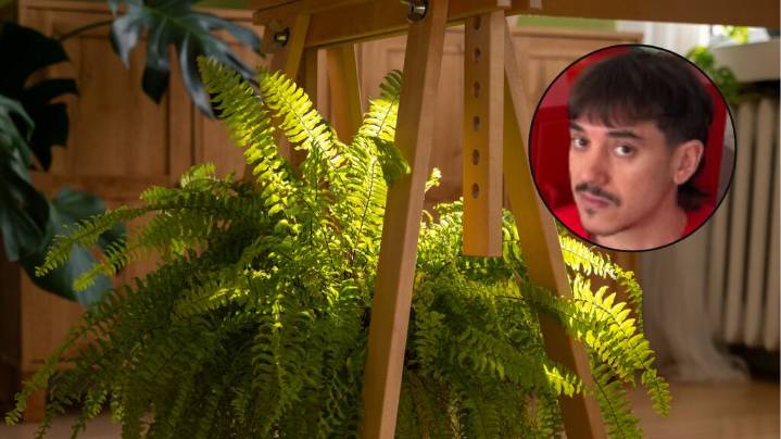 Nacho Legeren, experto en plantas: “Los helechos necesitan un lugar que sea bastante húmedo”
