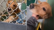 New York Couple’s Three-Year Journey To Adopt Golden Retriever Leads To Rescue Post