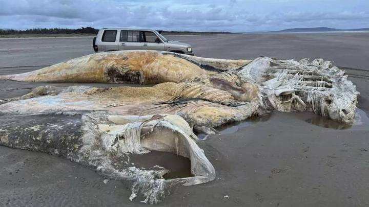 Reino Unido: hallan el cadáver de una gigantesca y misteriosa criatura marina
