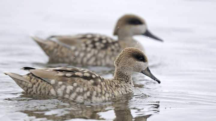 La Junta de Andalucía activa el protocolo de prevención para aves silvestres ante el riesgo de gripe aviar en Doñana