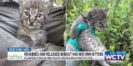 Something Good: Rehabbed and released bobcat has litter of kittens, FWC says