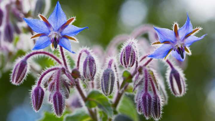 A Pretty Blue Flower Can Wreak Havoc In Gardens