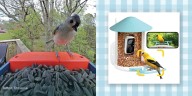 5 Best Bird Feeder Cameras of 2025, Tested by Our Editors
