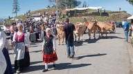 El Acebo vive una nueva jornada festiva con la celebración del “Domingo Detrás”: incluye recreación vaqueira y una feria ganadera