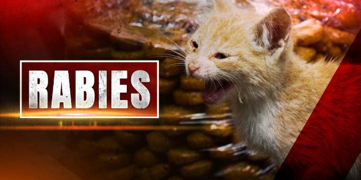 Rabies alert issued for Alachua County after infected cat found