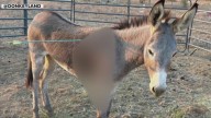 Wild burro shot with arrow in Riverside County, animal rescue say 'serial archer' remains at large