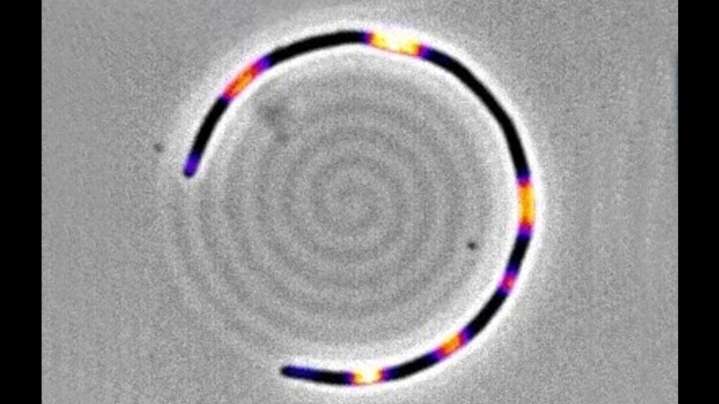 Descubren una ‘memoria mecánica’ en bacterias ‘E. coli’, clave para comprender la resistencia a antibióticos