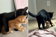Tears Over How Lonely Cat Reacts to Foster Kitten: 'That's His Son'