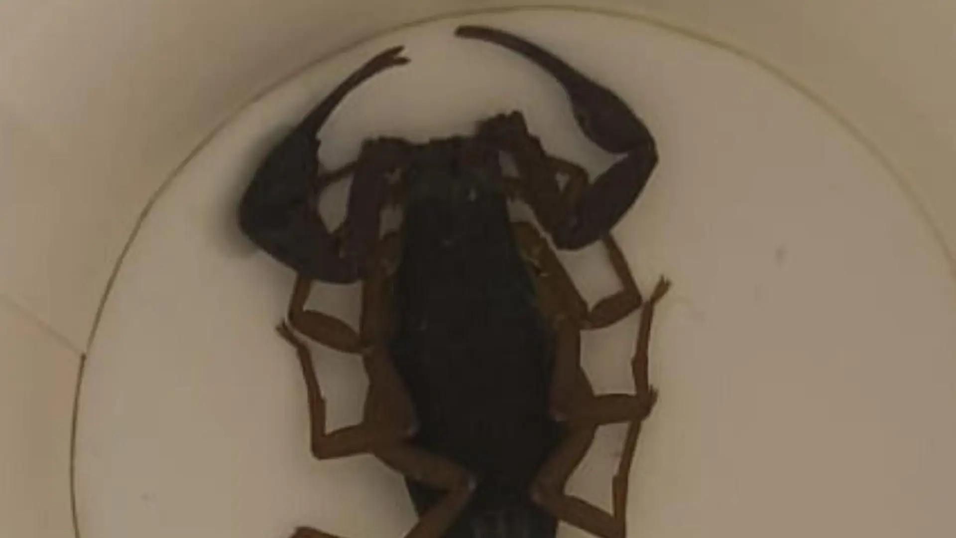 Una huésped de un hotel de Alcorcón sufre la picadura de un escorpión