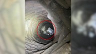 Texas Man Finds More Than He Expected When He Hears Barks Under His Home