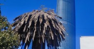 ¡Adiós a las palmeras en CDMX! Esta es la razón por la que irán desapareciendo