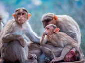 Monos secuestran a bebé en India y lo arrojan a un bidón de agua