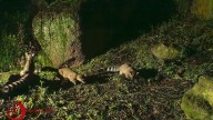 UAEMex registra el nacimiento de cacomixtles en Ciudad Universitaria