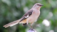 One Tech Tip: Ditch the chatbots and take your AI nature apps on a birdwatching hike