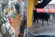 Una vaca ingresó a una librería en Concordia: el dueño tendrá que pagar una multa