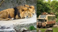 Leones asesinaron a un cuidador de zoológico en Tailandia: turistas trataron de ayudarlo
