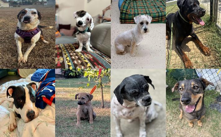 Midlands Pup Shots! September 22